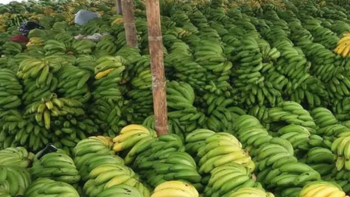 Fedeplátano reporta crisis económica por la pandemia