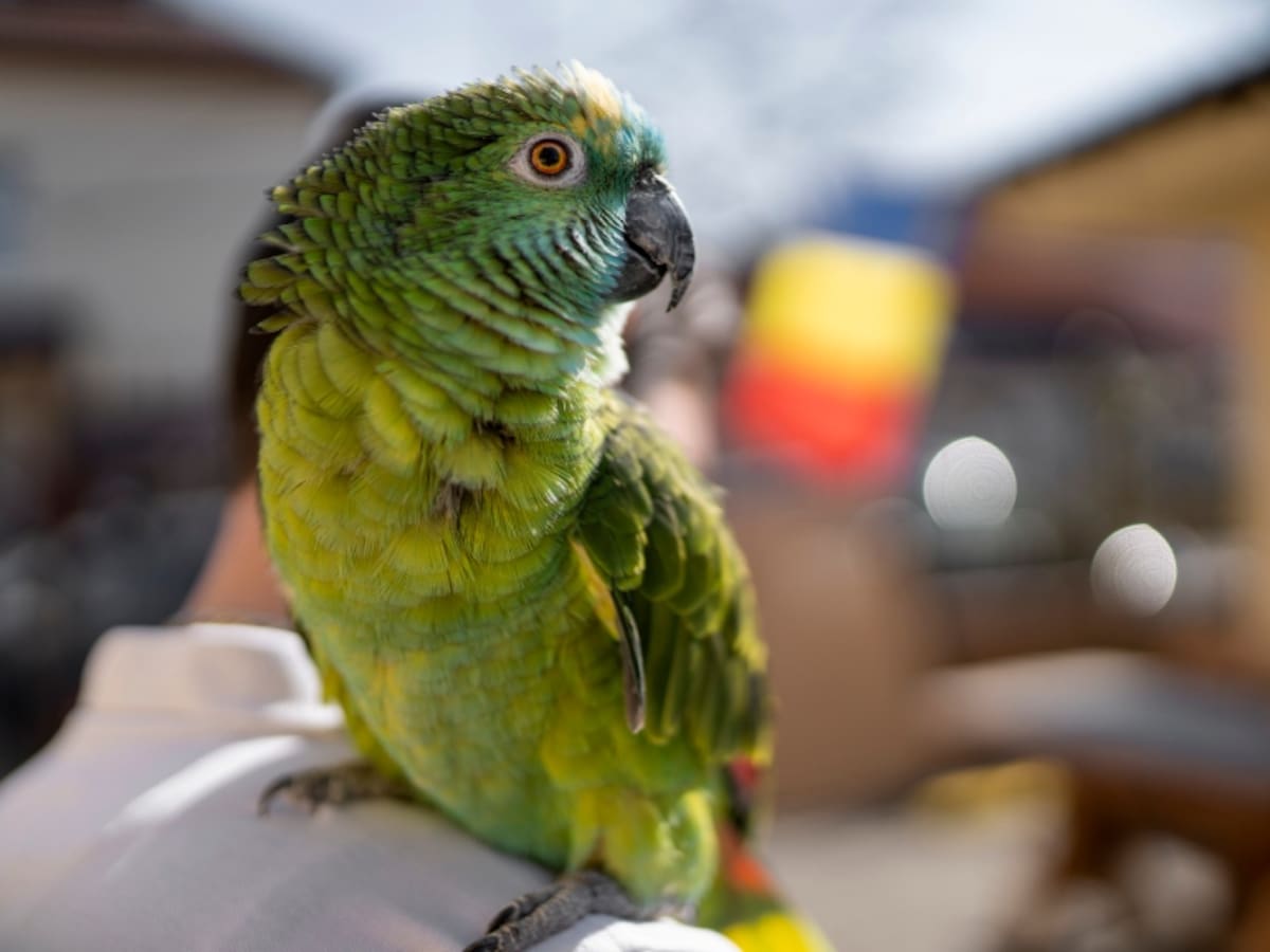 ¿Por qué los loros pueden hablar como las personas si no tiene cuerdas vocales?