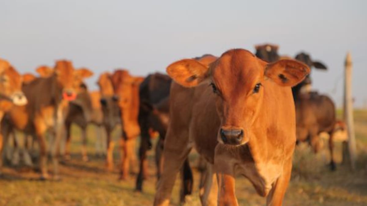 Sector ganadero colombiano exportó USD 25 millones en enero