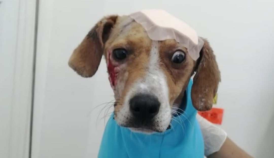 Ángel, perro rescatado en Saboyá 