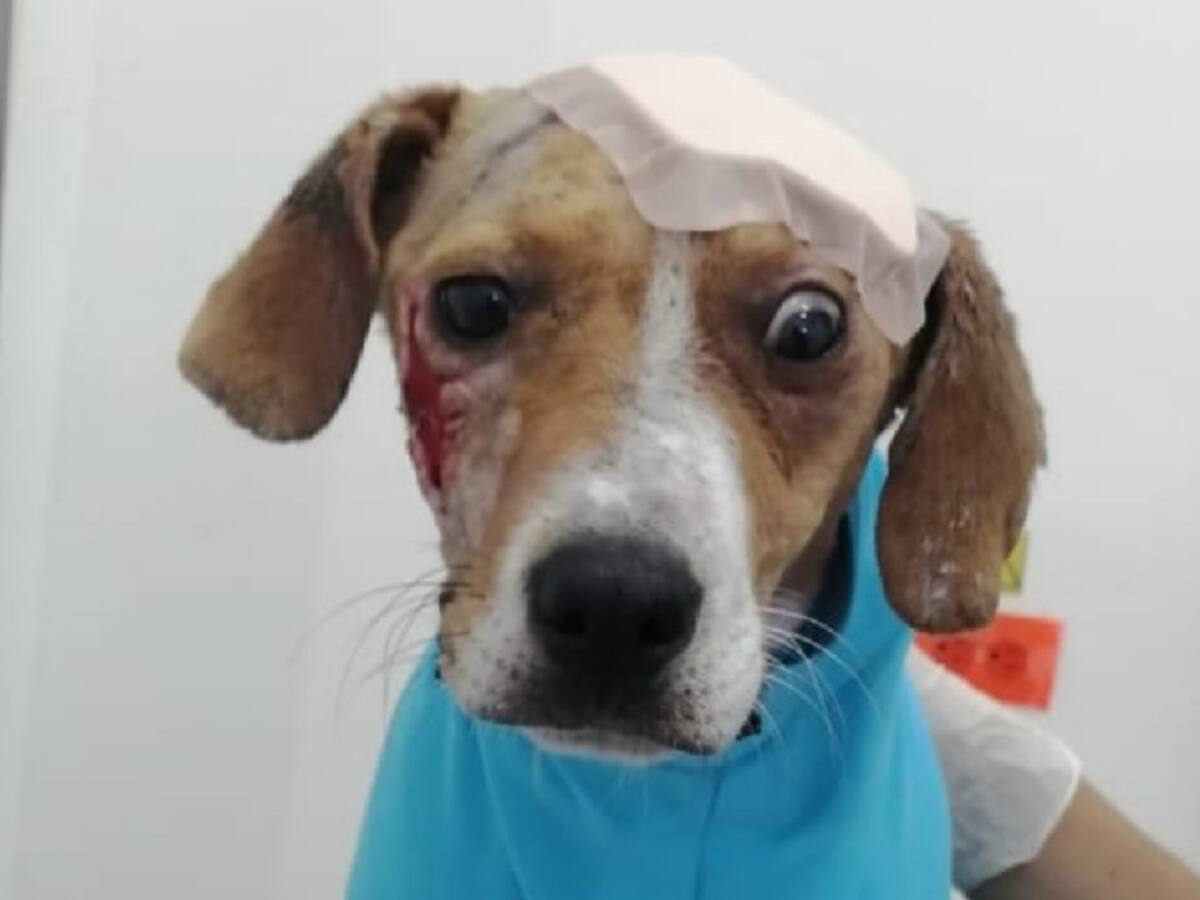 Fiscalía busca testigos de brutal ataque contra un perrito en Boyacá