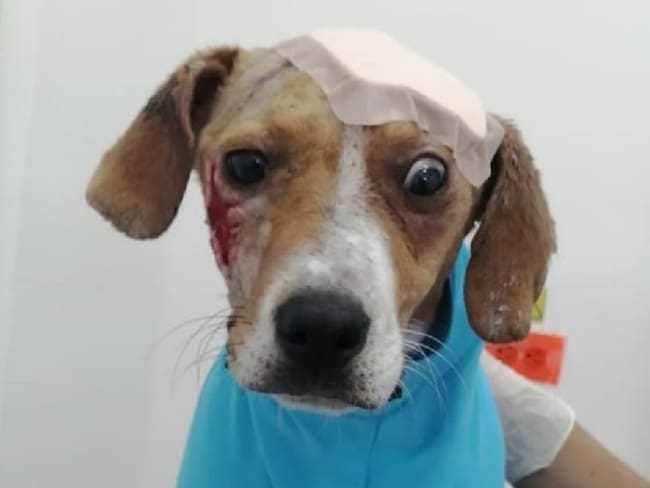 Ángel, perro rescatado en Saboyá 