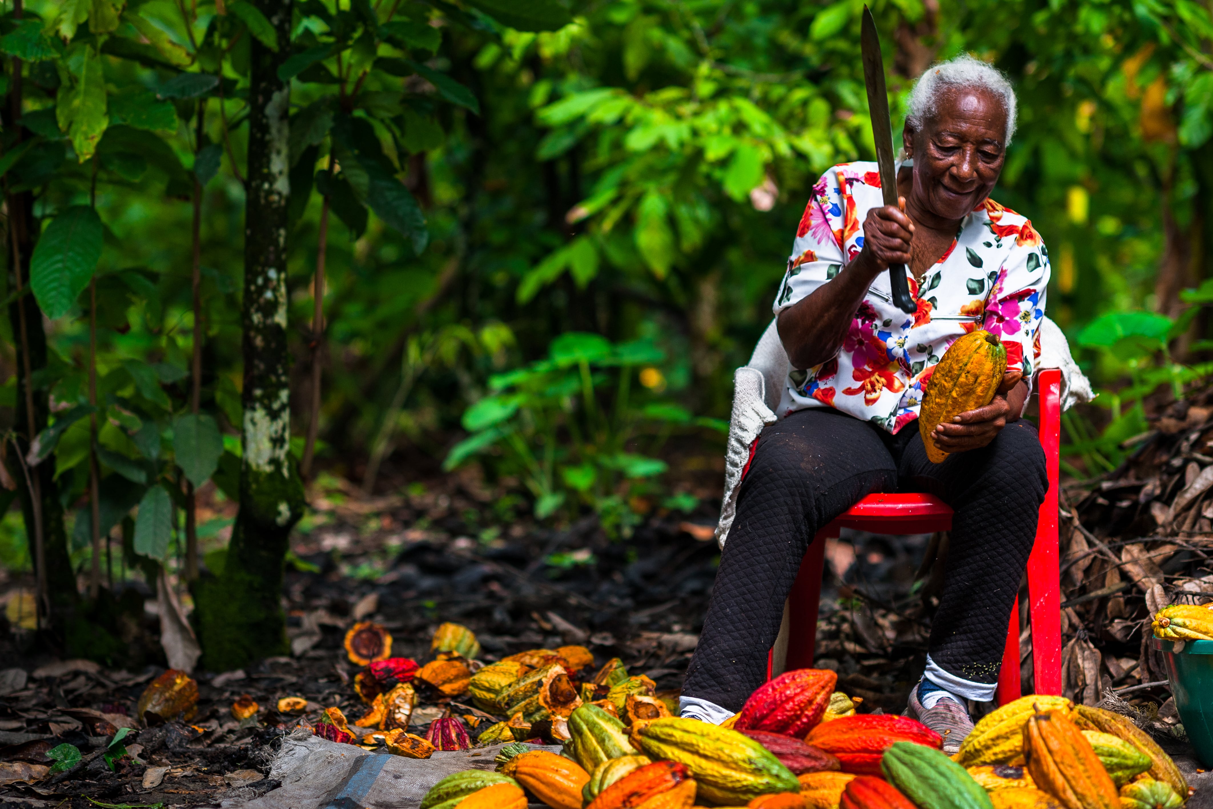 De acuerdo con la Unidad de Planificación Rural Agropecuaria, en Colombia hay aproximadamente 65.000 familias cacaoteras dedicadas al cultivo del cacao. | Foto: Getty Images
