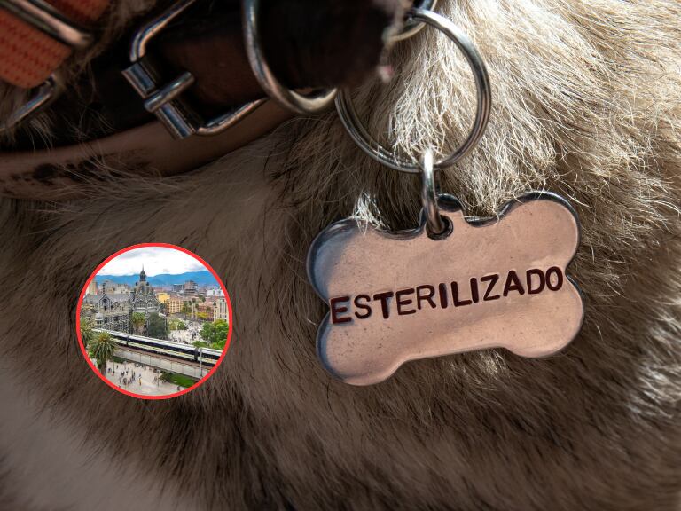 Mascota portando una placa de esterilizado y de fondo una vista dl centro de la ciudad de Medellín (Fotos vía Getty Images)