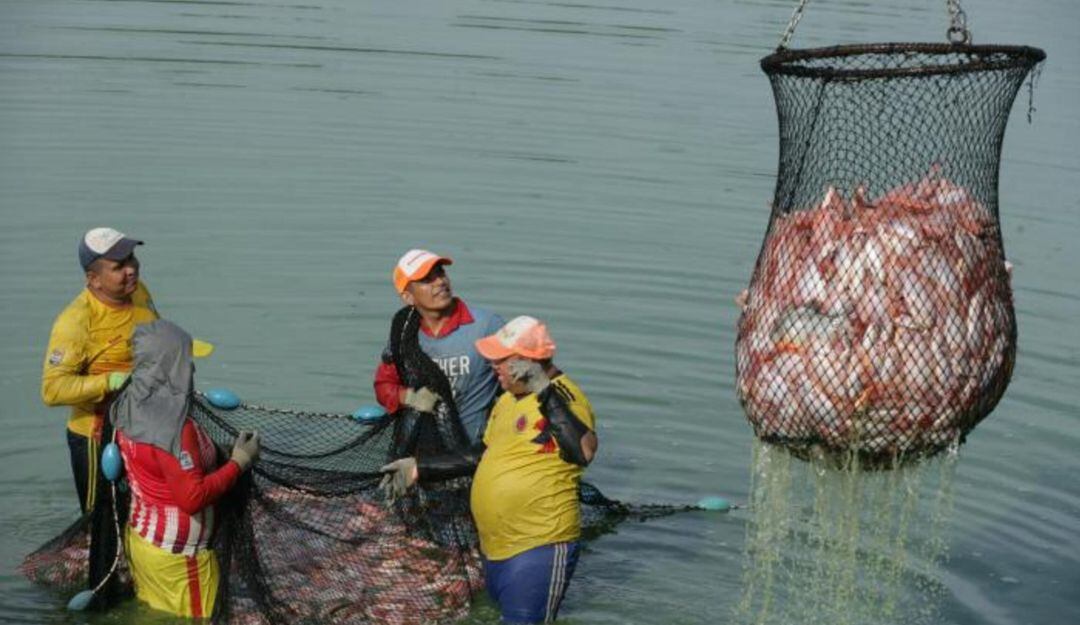Se trabaja por generar procesos de articulación entre todos los eslabones de esta cadena productiva