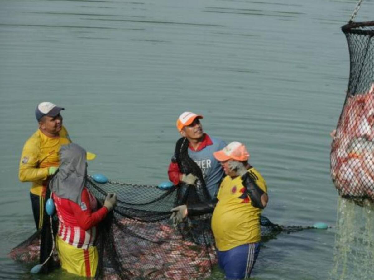 Huila se consolida como el mayor exportador piscícola del país