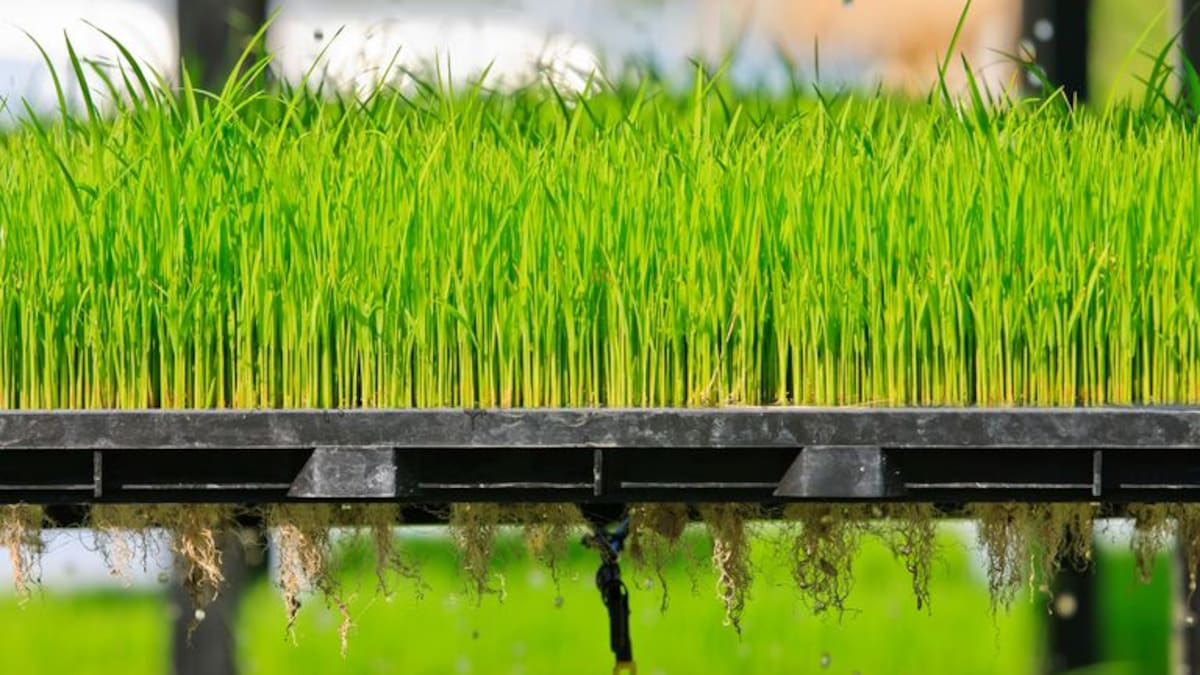 Cultivos aeropónicos, para una agricultura más limpia