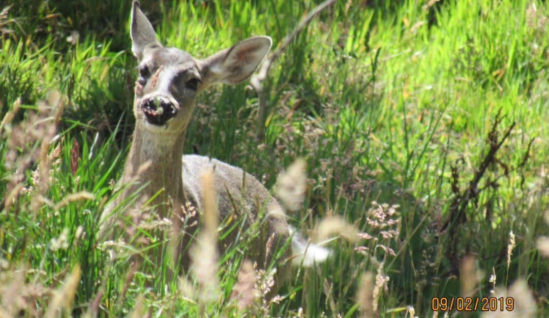 Animales silvestres en la cordillera oriental colombiana