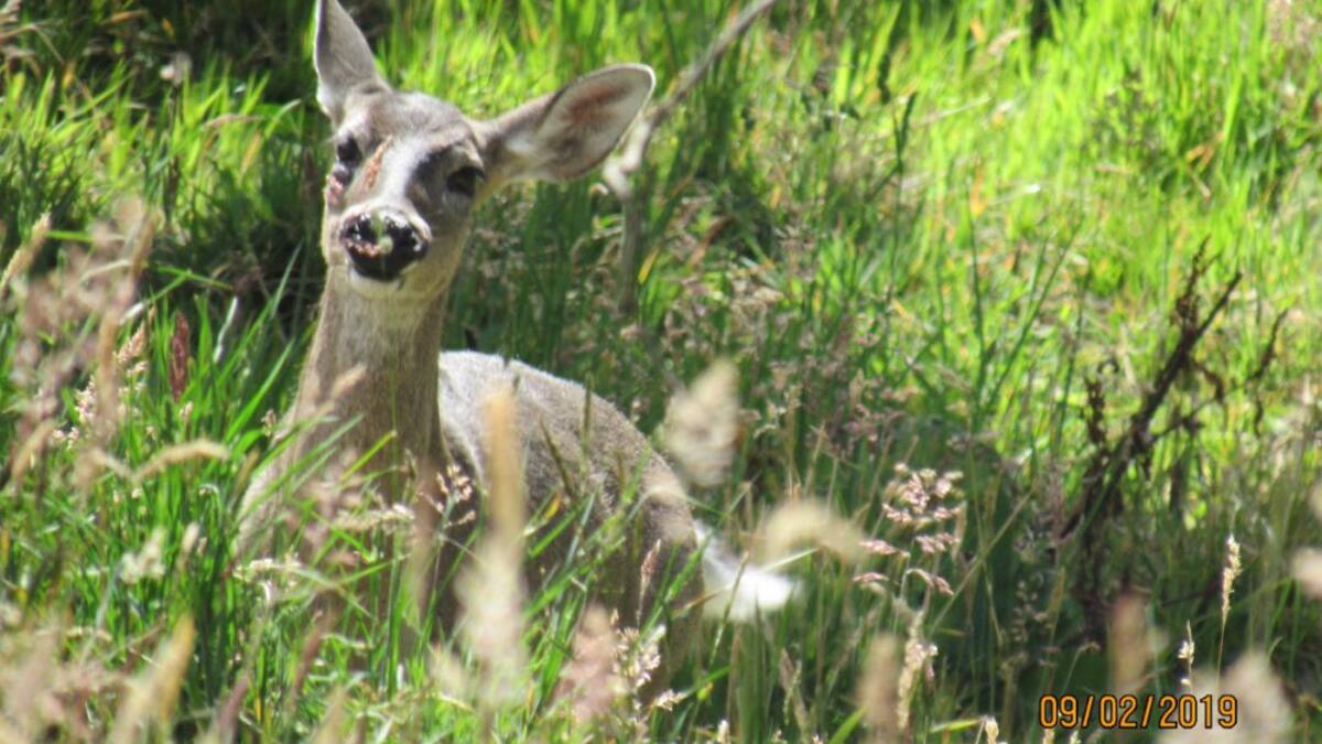 En riesgo osos y pumas por menos bosques en el nororiente colombiano