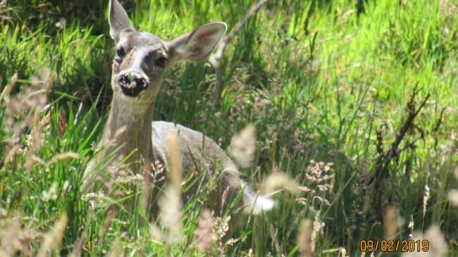 Animales silvestres en la cordillera oriental colombiana