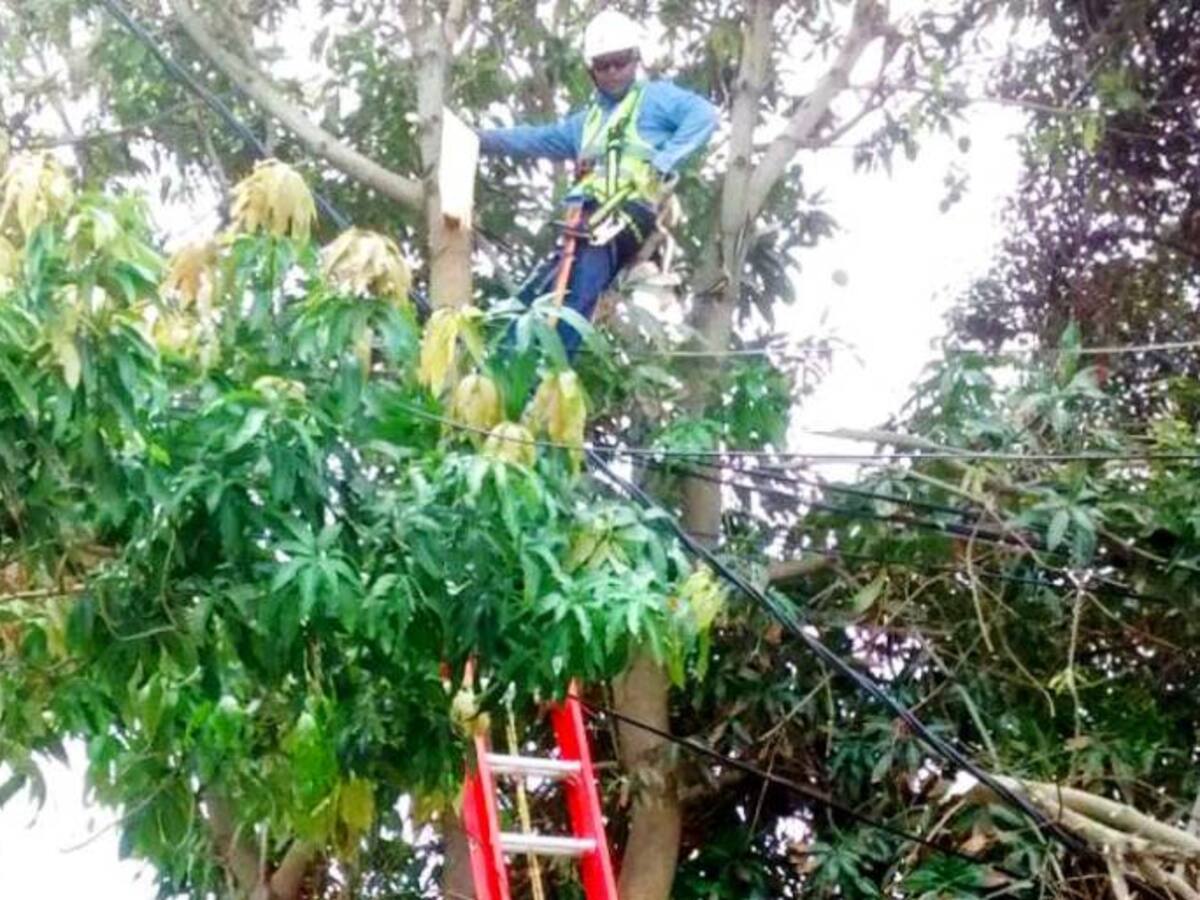 Electricaribe intensifica poda en municipios de Bolívar
