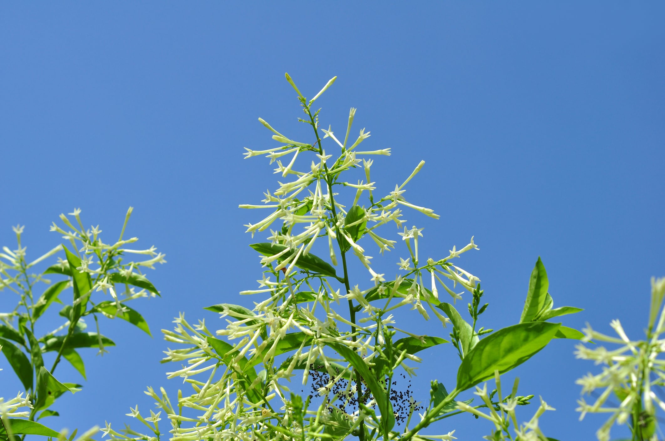 Planta Cestrum nocturnum (Foto vía Getty Images)