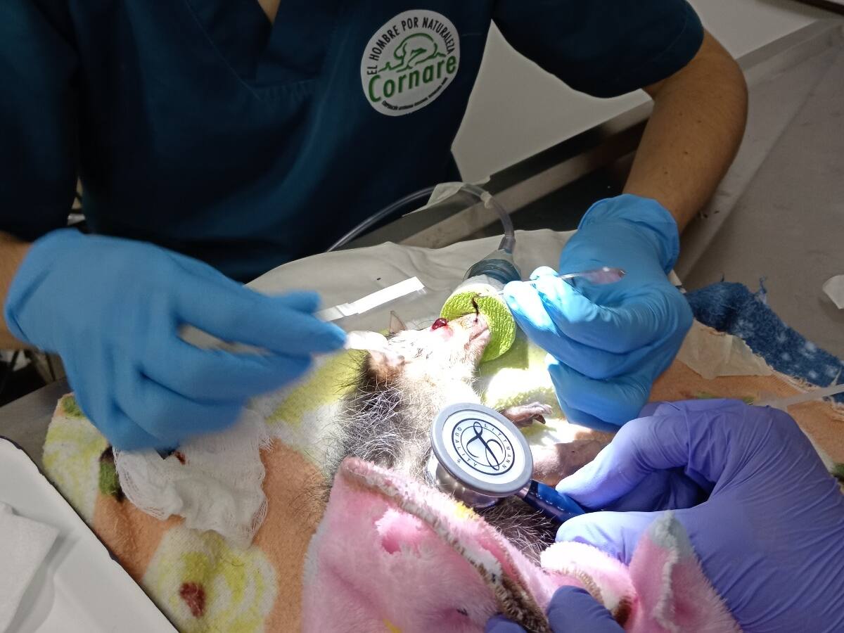 Alertan por aumento de ataques de animales domésticos a fauna silvestre en Antioquia