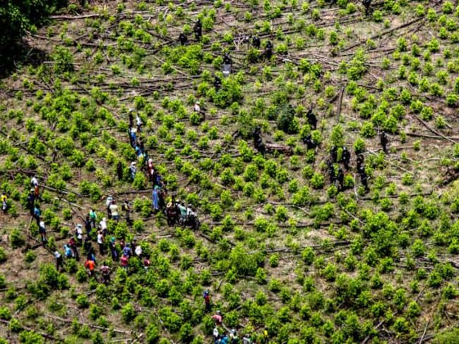 Campesinos cultivadores de la mata de coca levantaron paro en el Cauca