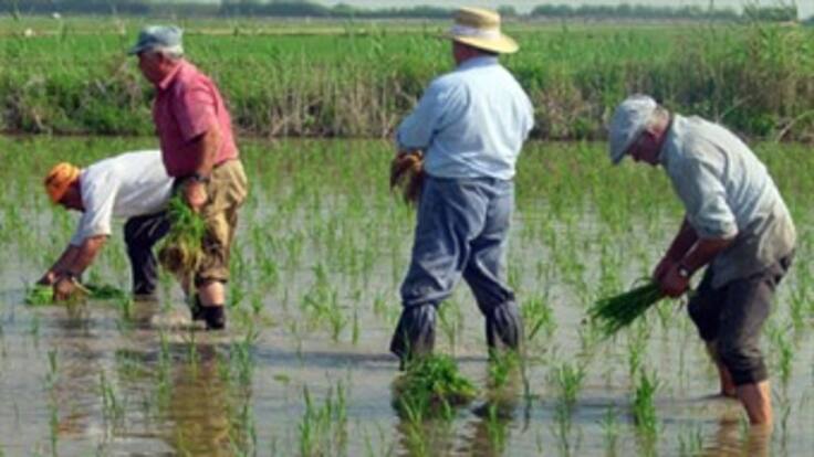 En 12,7 por ciento cayó el área sembrada de arroz en el país