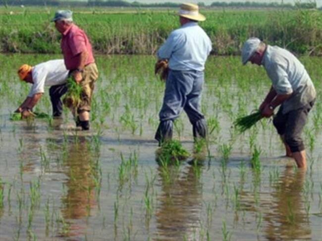 En 12,7 por ciento cayó el área sembrada de arroz en el país