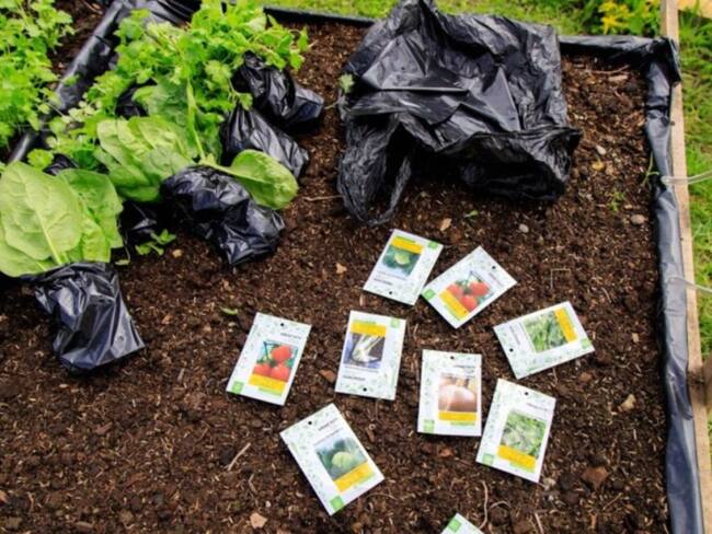 En Manizales le apuestan a tener huertas urbanas en cada barrio