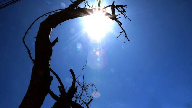 En Risaralda sólo los cafeteros han entregado reporte de sus afectaciones por el calor.