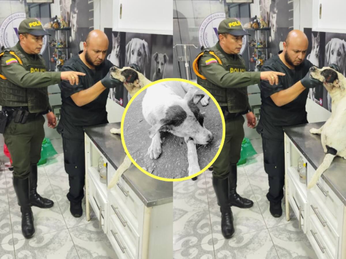 Maltrato animal: perro fue agredido con arma blanca en Barrancabermeja