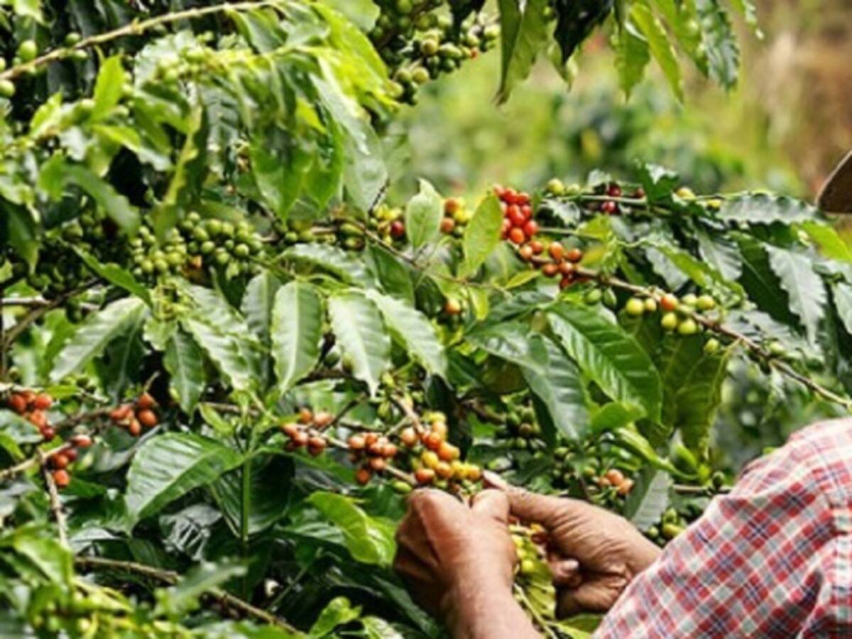 El Valle requiere de 20 mil recolectores de Café