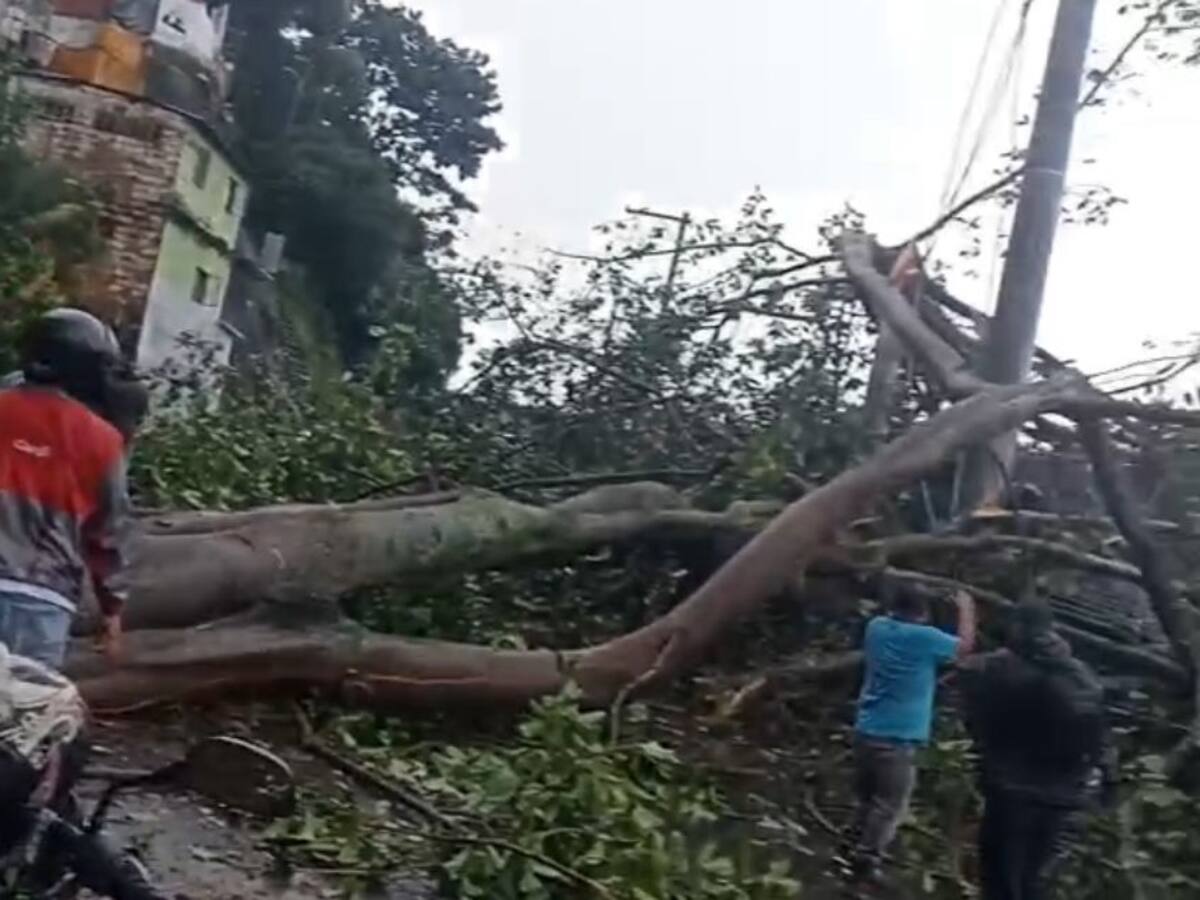 Árbol de gran tamaño cayó en la vía principal de Morrorico en Bucaramanga