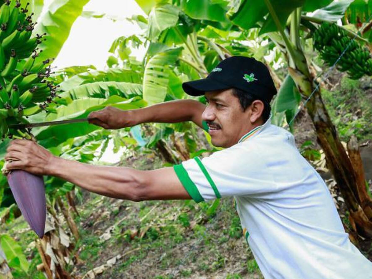 La inteligencia artificial, aliada de la agricultura