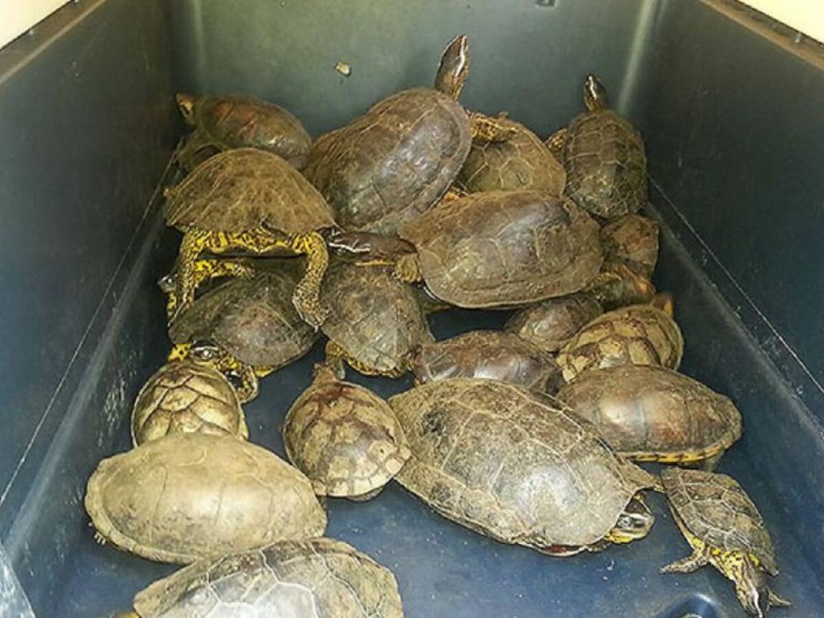 Armada evita comercialización de fauna Silvestre en Bolívar