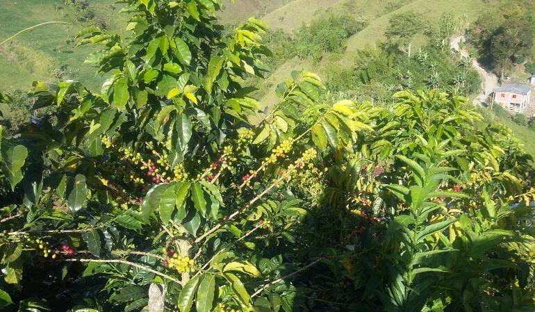 Cafetales de Neira, Caldas