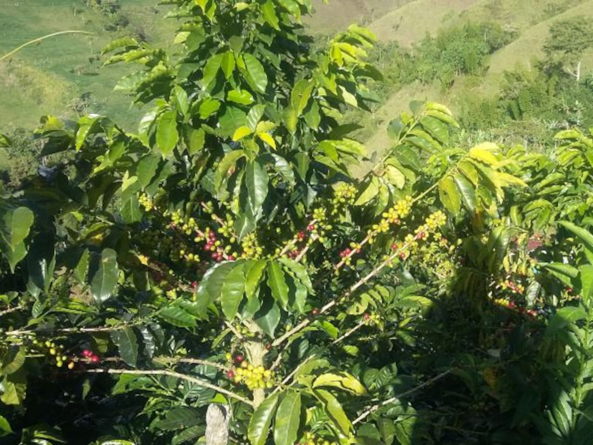 FNC en alerta por posible aplicación del IVA en la canasta familiar