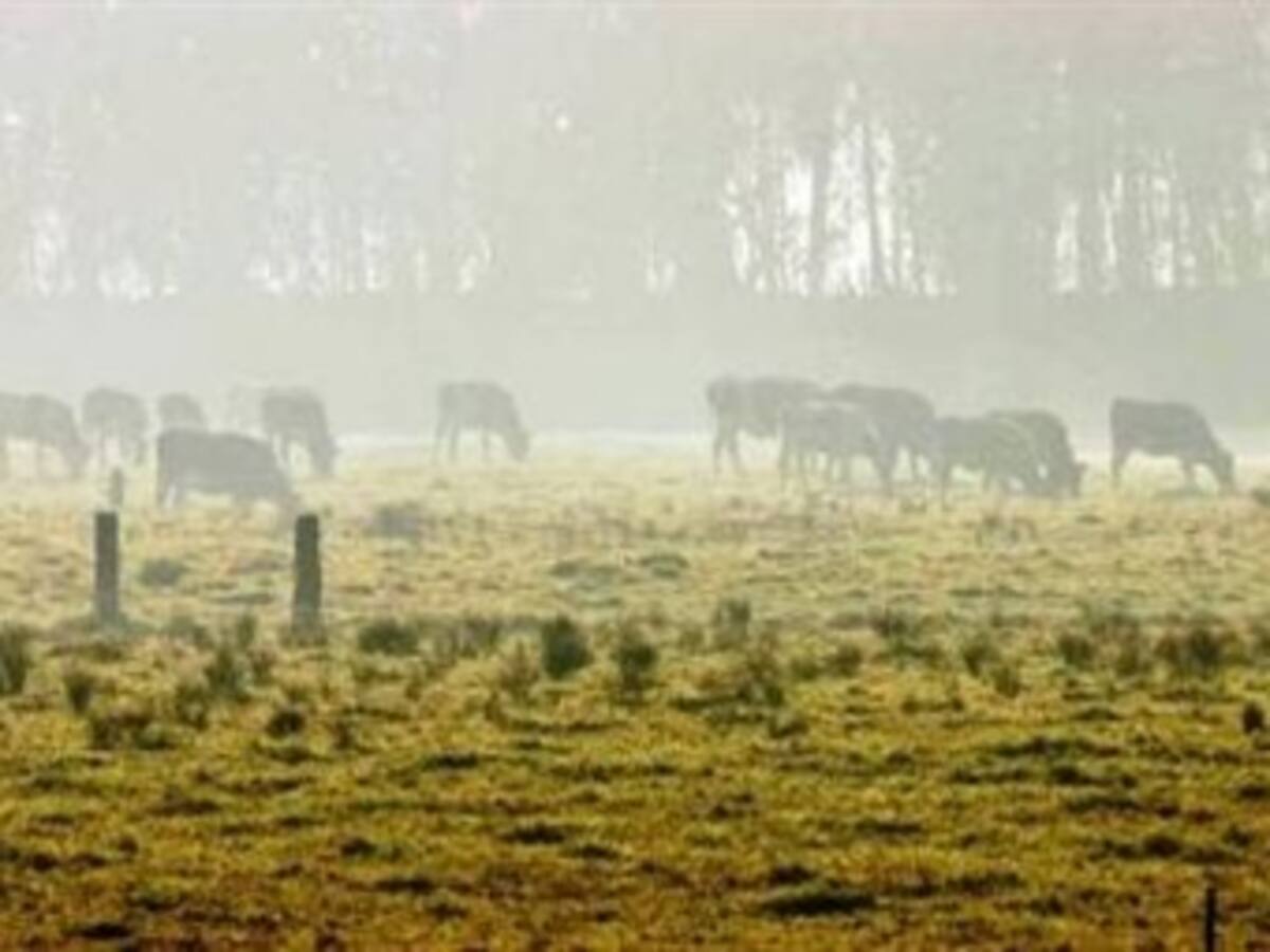 En Boyacá cerca de 250.000 hectáreas de pasto se han visto afectadas por las heladas