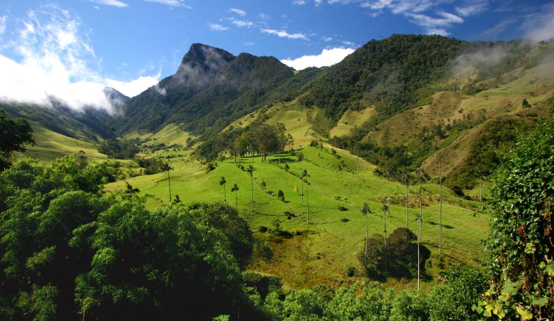 Getty Images / Valle del Cocora