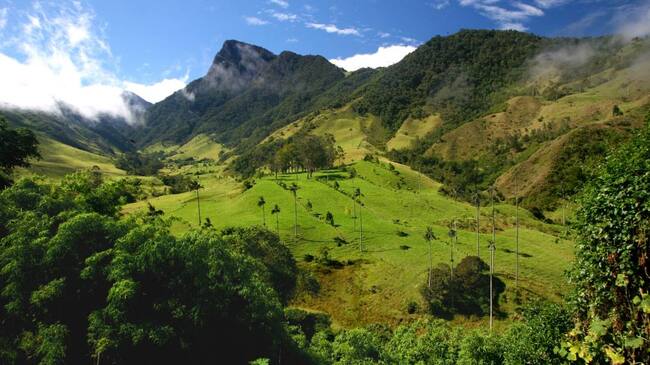Getty Images / Valle del Cocora