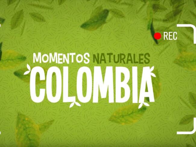 Momentos Naturales Colombia