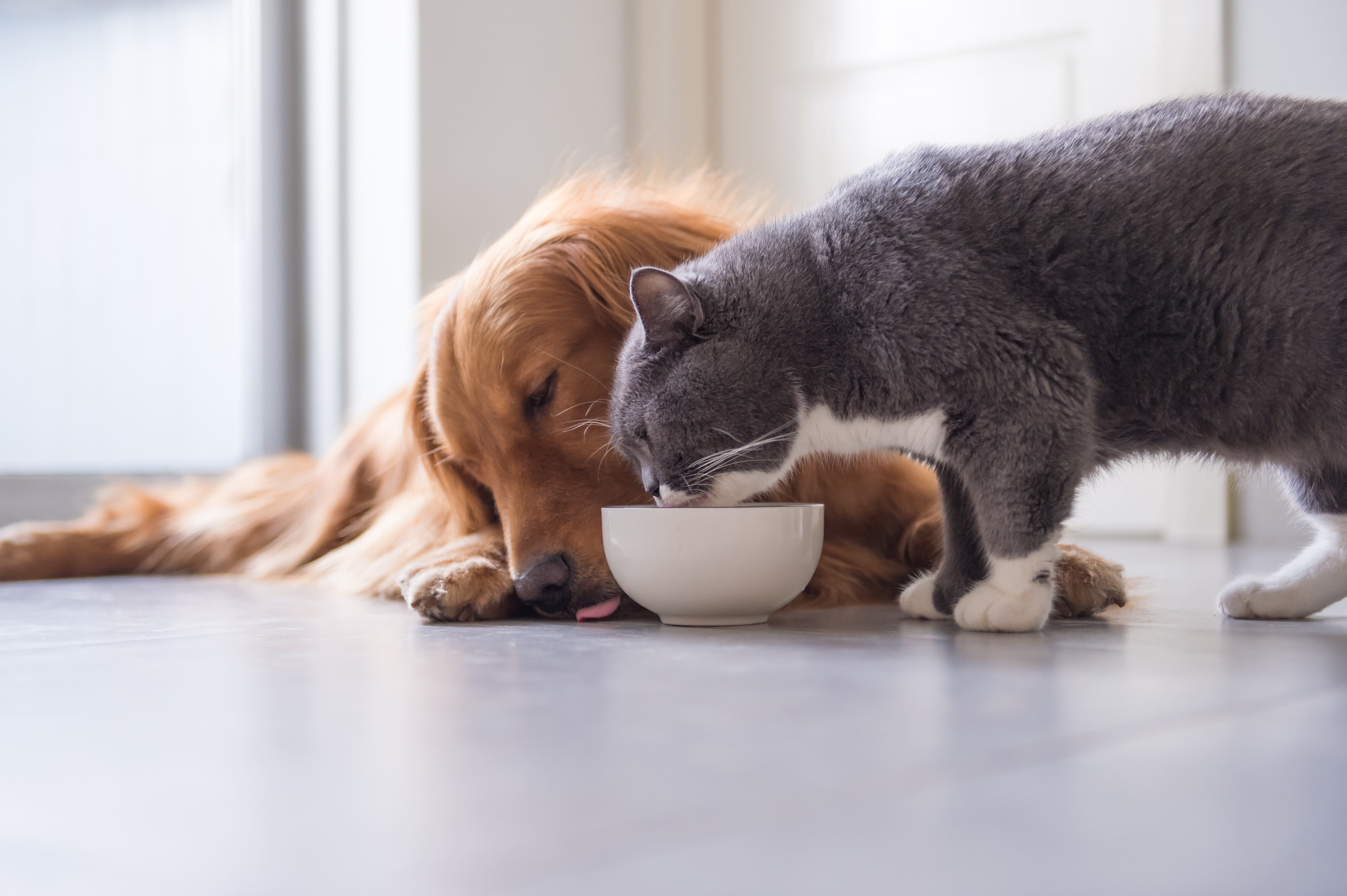 Un gato y un perro comiendo (Foto vía Getty Images)
