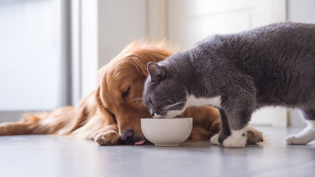 Estos alimentos son tóxicos y perjudiciales para su mascota: evite la comida cruda
