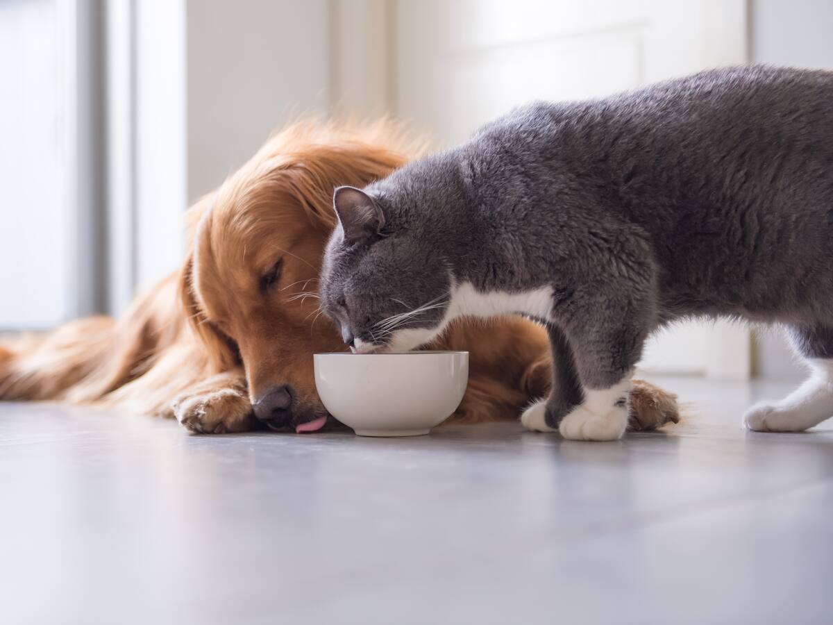 Estos alimentos son tóxicos y perjudiciales para su mascota: evite la comida cruda