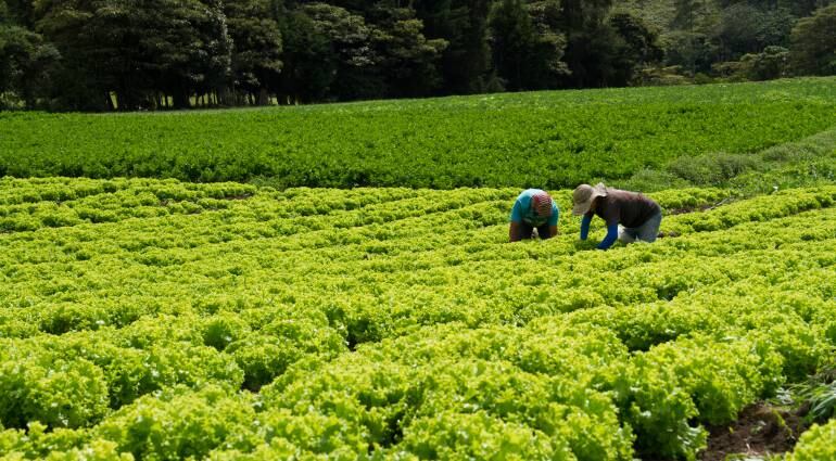 Cultivos de hortalizas donde se usa bioplaguicida 