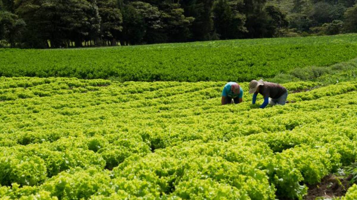 Primera finca experimental de Agrosavia estará en el Putumayo