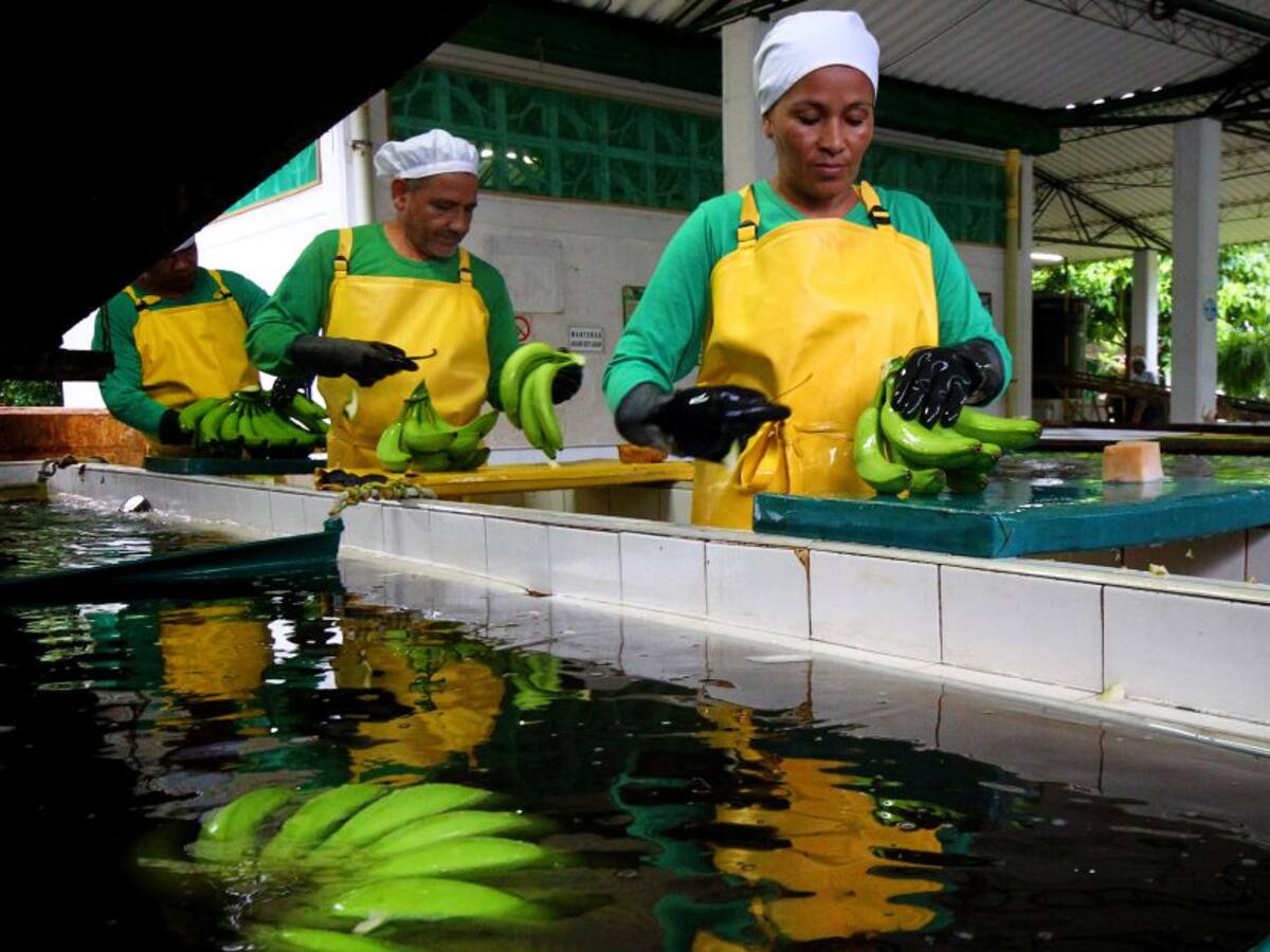 El Magdalena, territorio que impulsa equidad de género en las bananeras