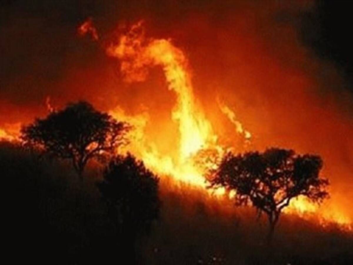 La FAO culpa tanto a gobiernos como ciudadanos de los incendios que consumen 350 millones de hectáreas en el mundo