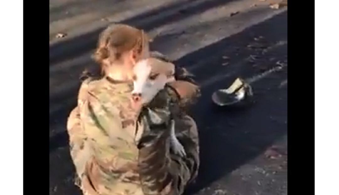 Video de militar con su perro