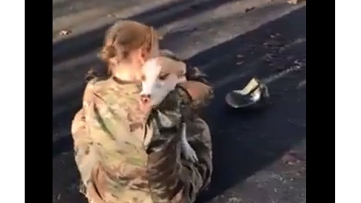 Emotivo video en el que un perro reconoce a su dueña, que es militar