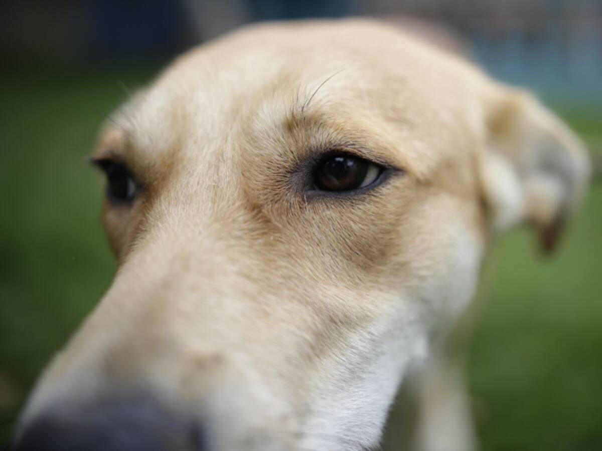 Soldado lanzó un perro al vacío y causa indignación en redes sociales