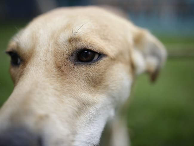 12 perros fueron envenenados en Ipiales