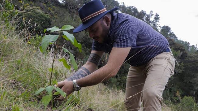 Sembrar un millón de árboles, meta en Boyacá a 2023