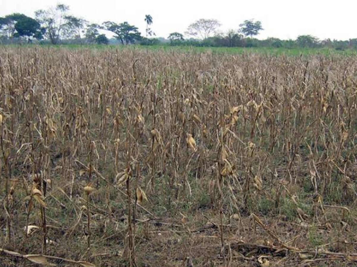 En Cucaita, Boyacá desde hace cuatro año no se registran lluvias
