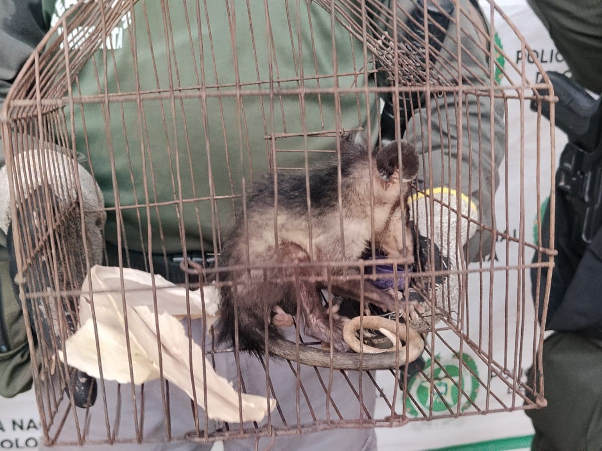 Una zarigüeya volvió a su hábitat natural tras ser rescatada en San Juan Nepomuceno