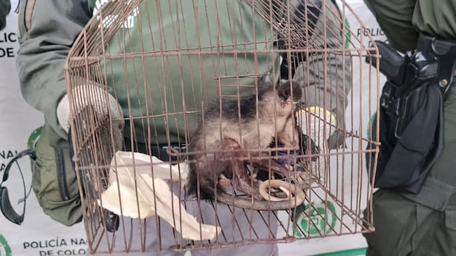 Una zarigüeya volvió a su hábitat natural tras ser rescatada en San Juan Nepomuceno