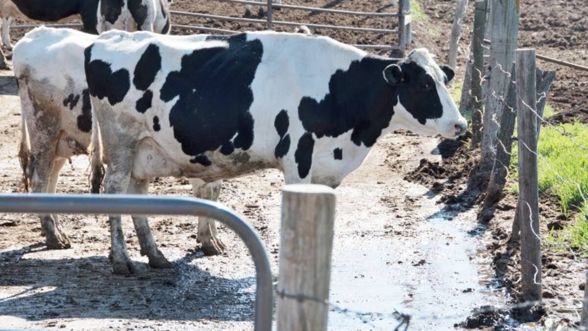 Productores de leche realizan plantones para exigir mejores precios