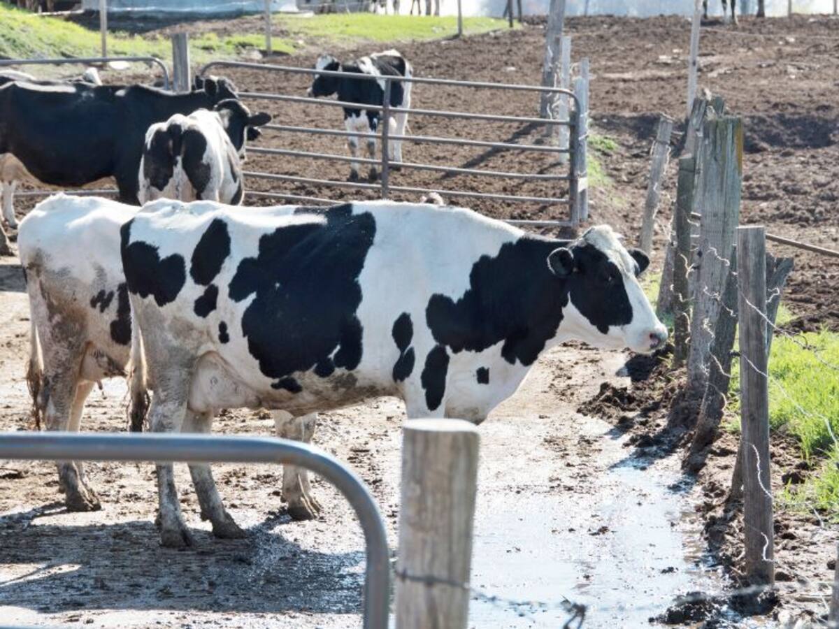 Productores de leche realizan plantones para exigir mejores precios